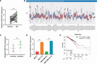 LncRNA FGD5-AS1 Facilitates the Radioresistance of Breast Cancer Cells by Enhancing MACC1 Expression Through Competitively Sponging miR-497-5p